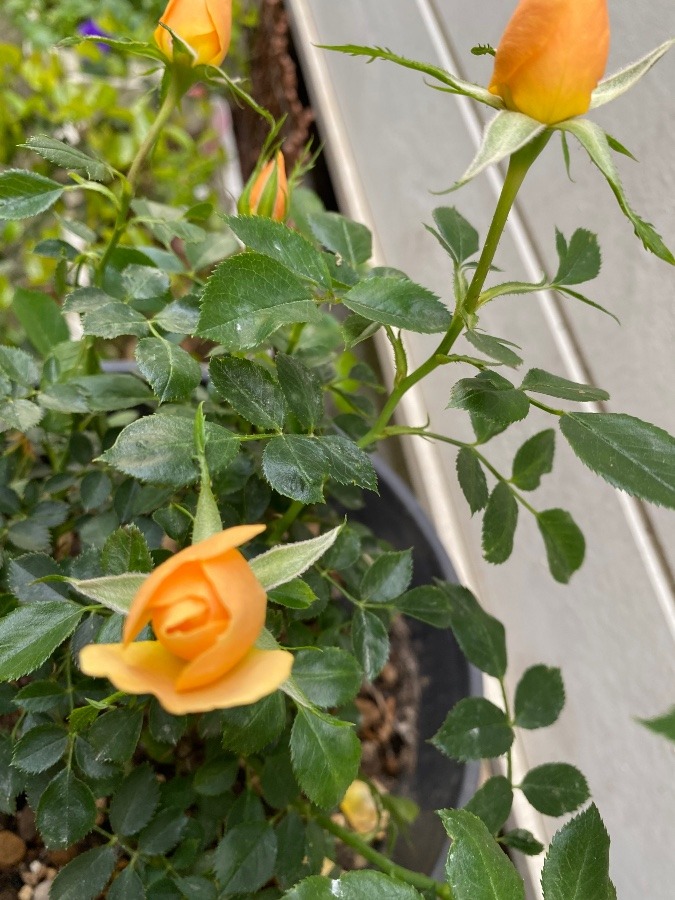 我が家にやってきた薔薇