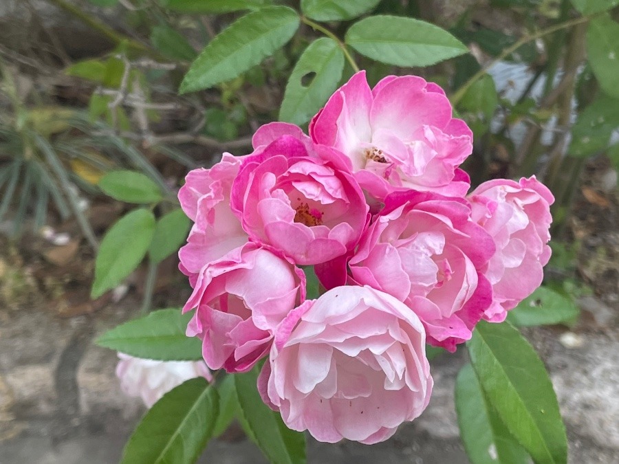 道ばたに、かわゆいお花ちゃん🥰