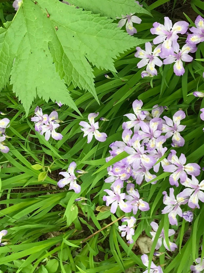 薄紫の花💜