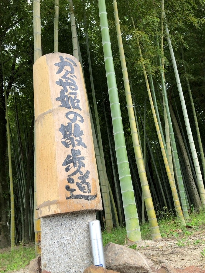 別名かぐや姫の散歩道（今渡の渡し場遊歩道）👸👘✨