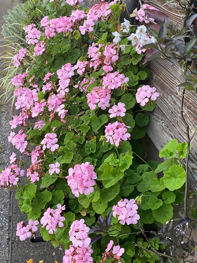 お店の前の花々