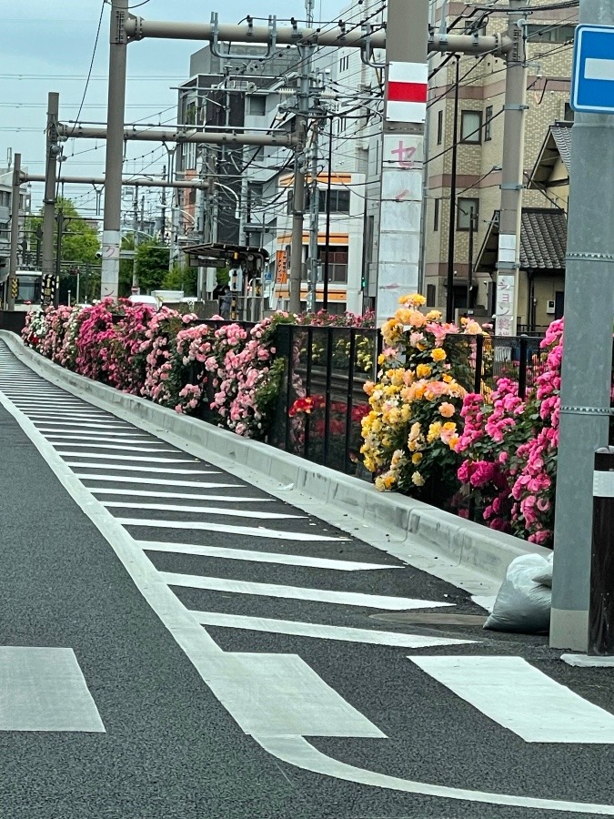 都電荒川線🌹