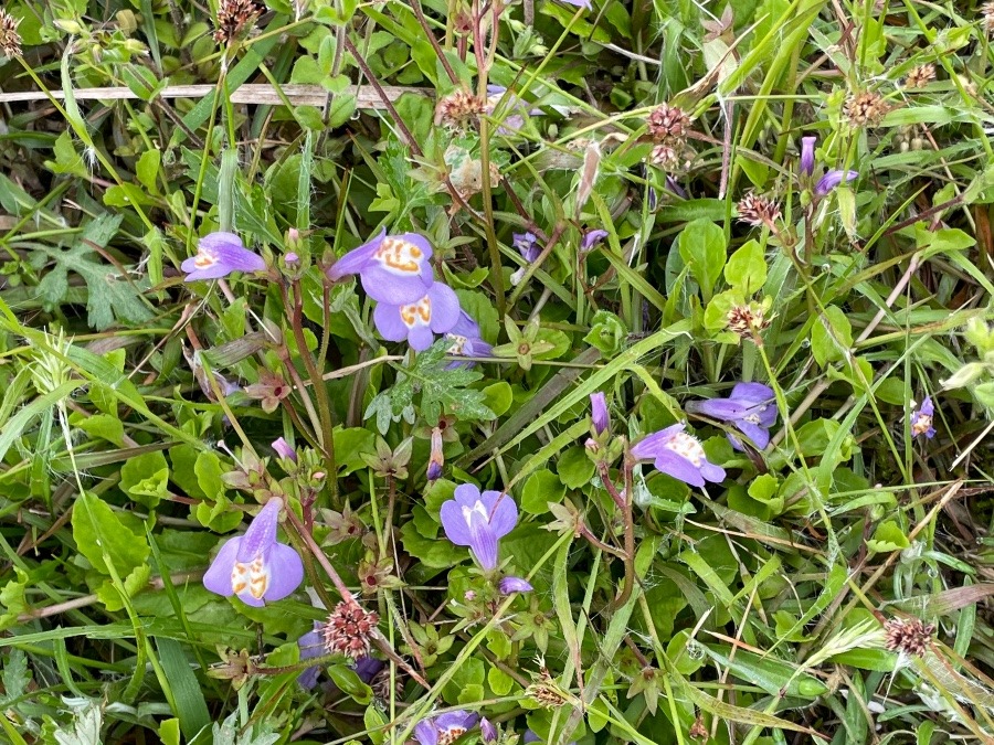 田植え中に、パシャリ✨