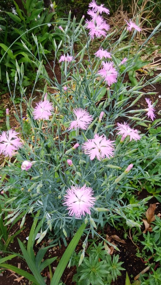 ピンクのお花です！