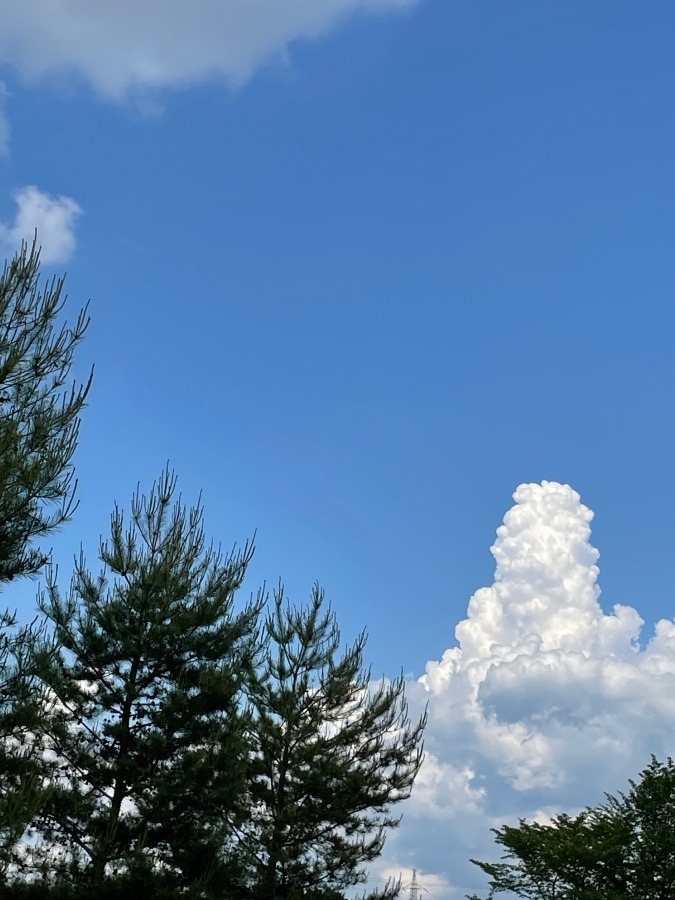 またまたおもしろ雲☁️(๑>◡