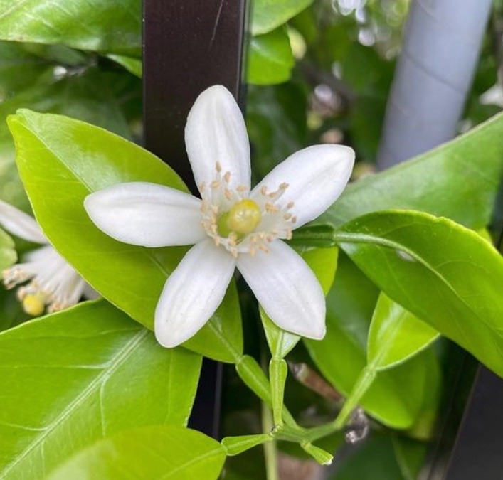 夏みかんの花😊😊