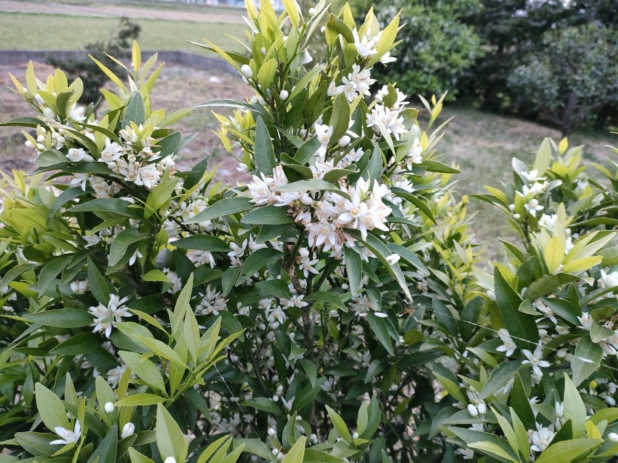 満開の花達❣️