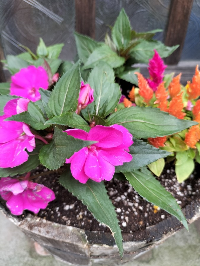 夏の花植え替え