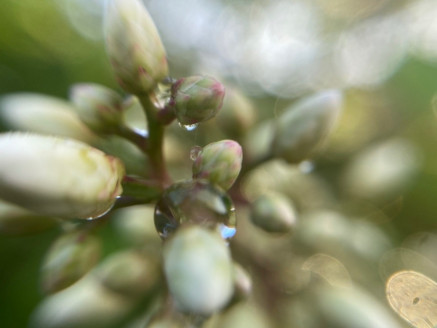 雨上がりの花②