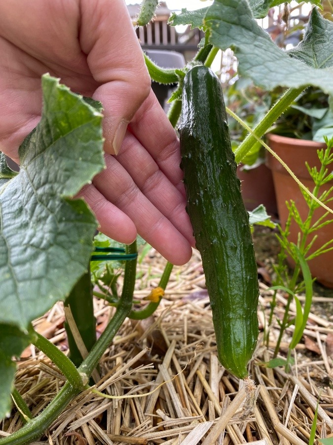 きゅうり🥒大きくなったよー