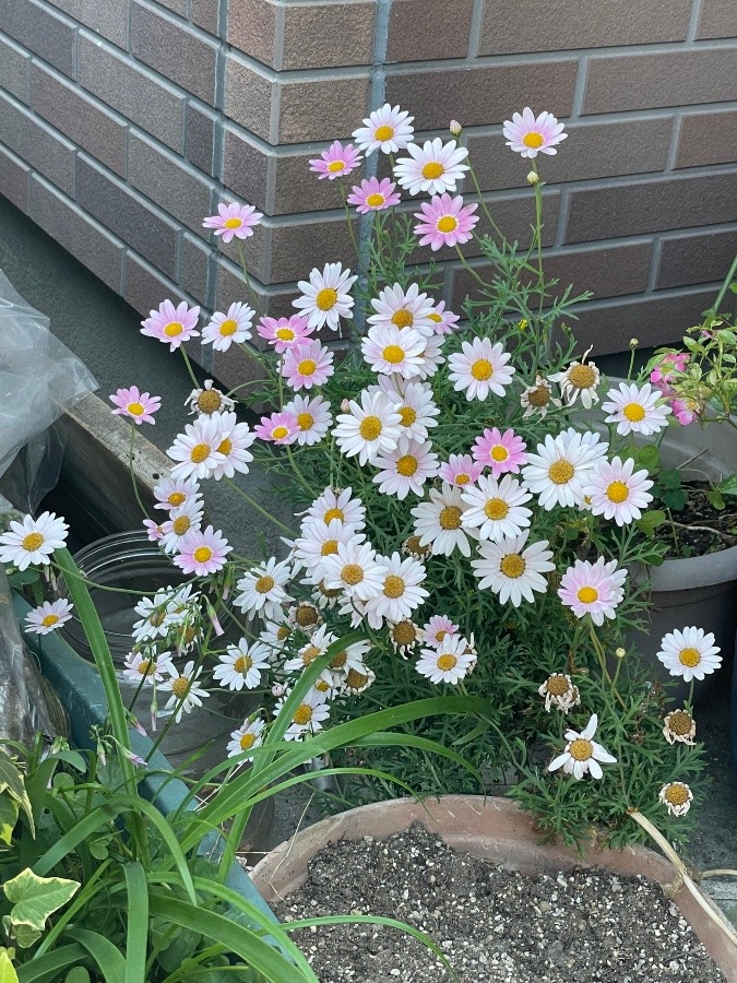 通勤途中のご近所さんちの花