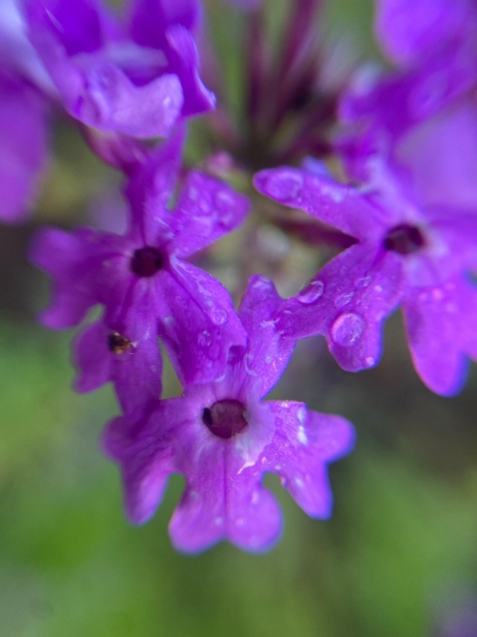 雨上がりの花①