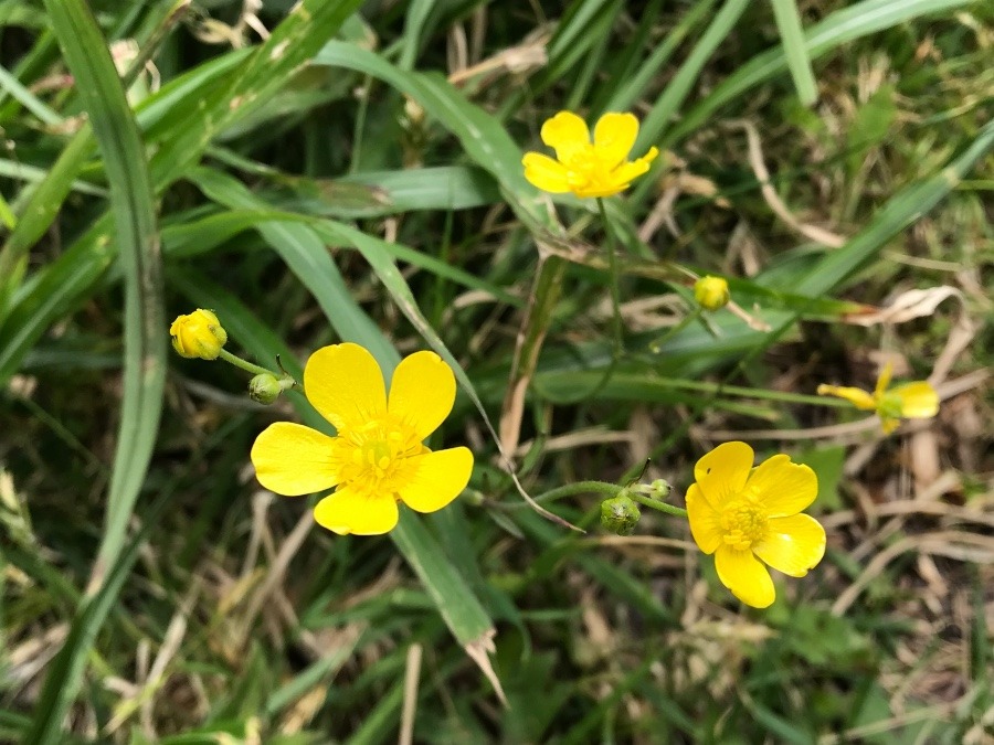 黄色い花🌼