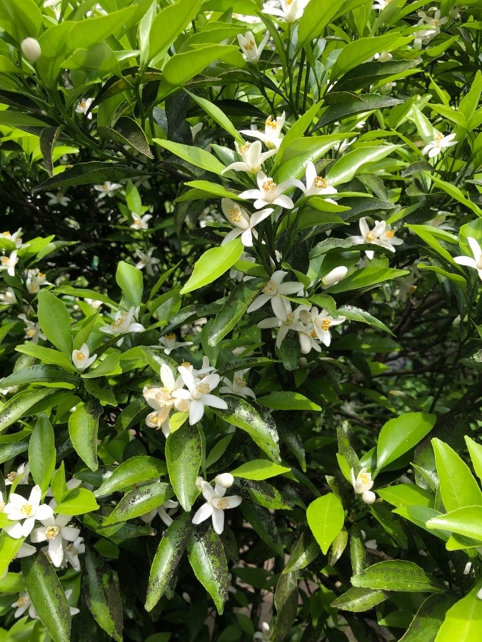 はるか🍊の花