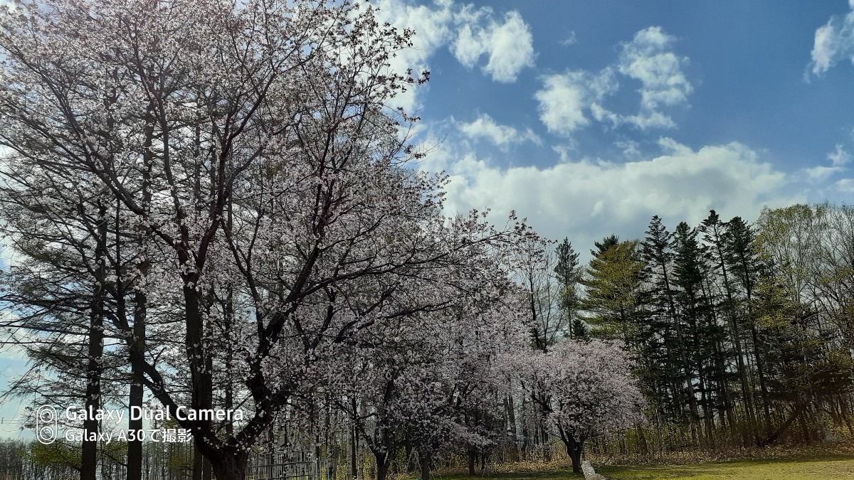 やっと桜が満開になりました♪