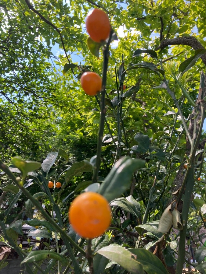 キンカン🍊