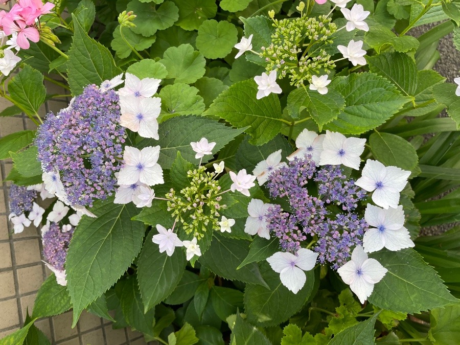 紫陽花🌸