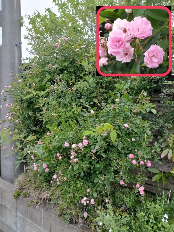 花倶楽部🌼　家の花達🤗【ツルバラ】