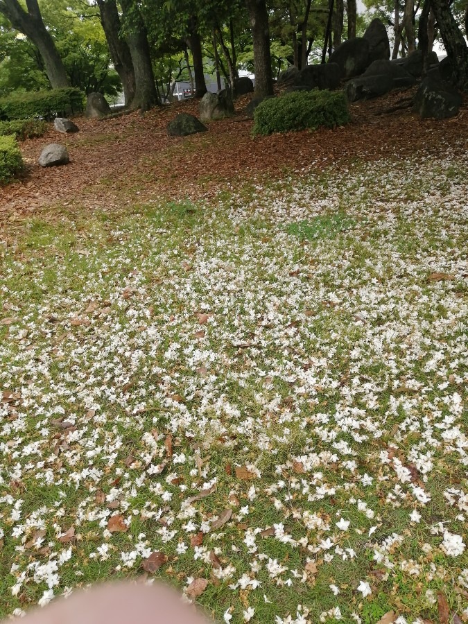 花倶楽部－散った花