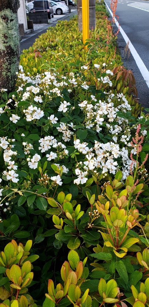 植え込みの中になぜ‼️