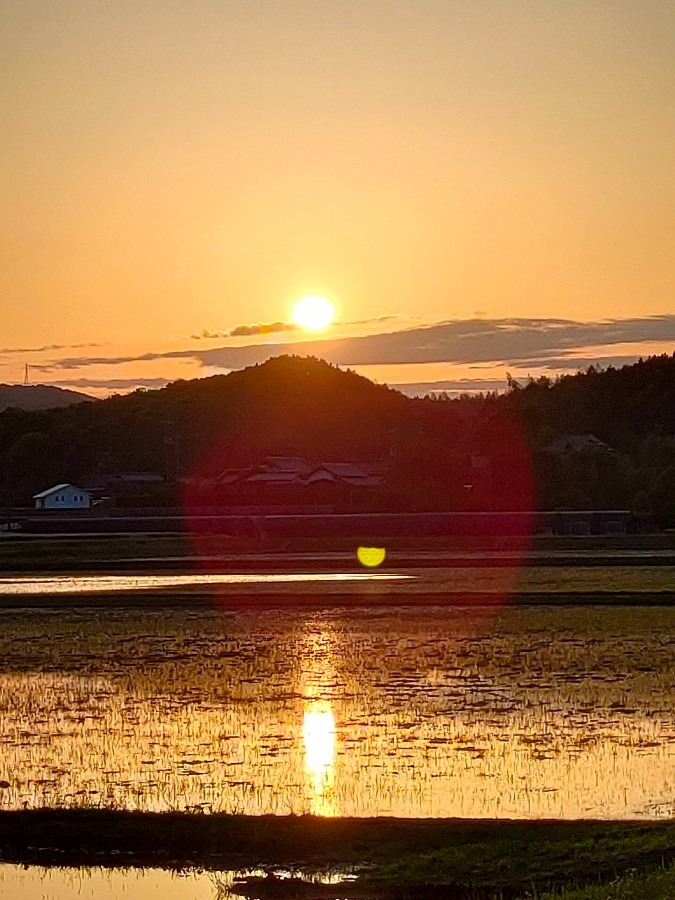 水田に映える夕陽