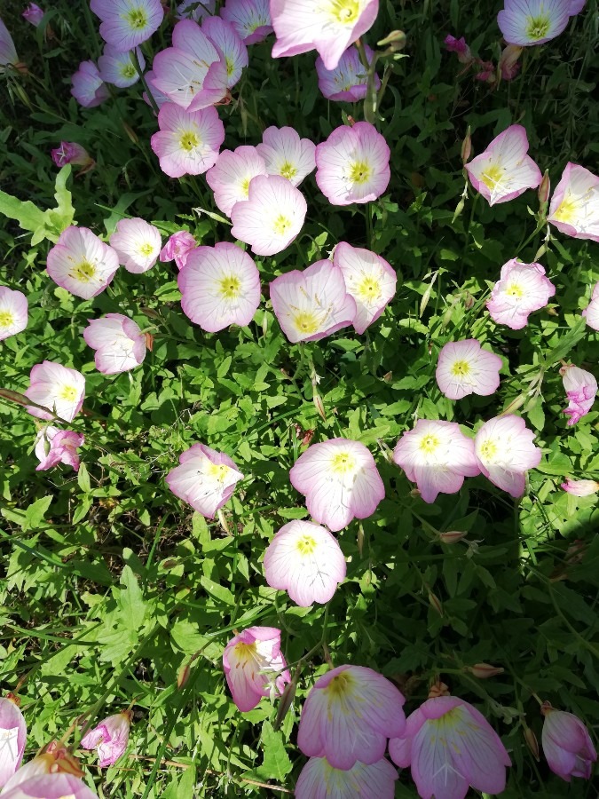 きれいな花🌼😃