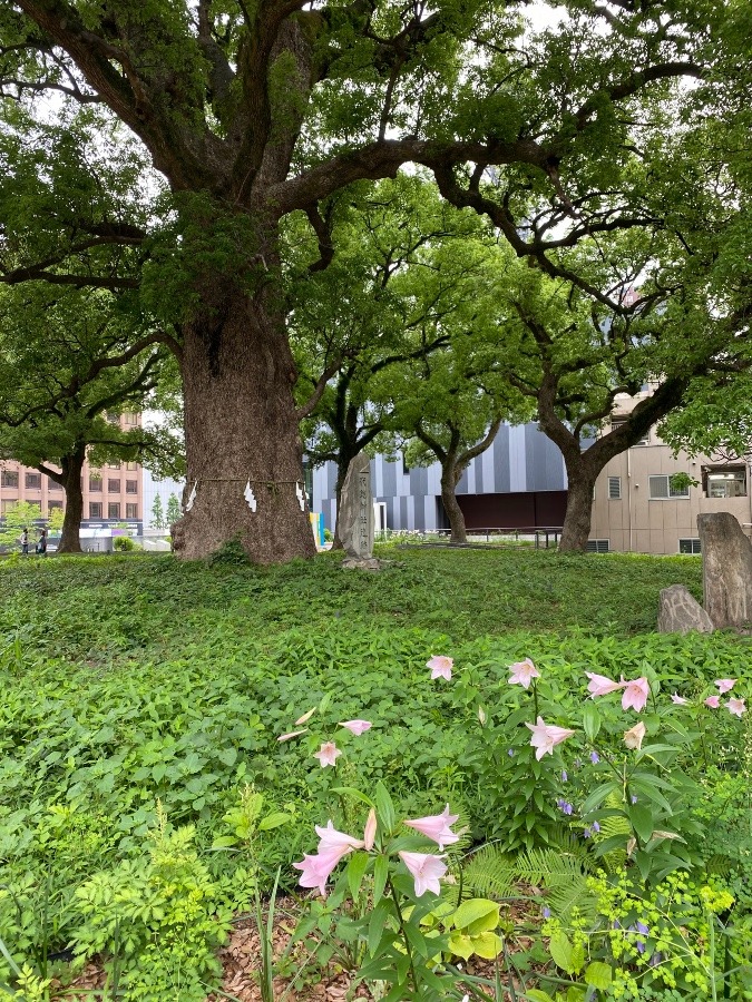 花畑公園