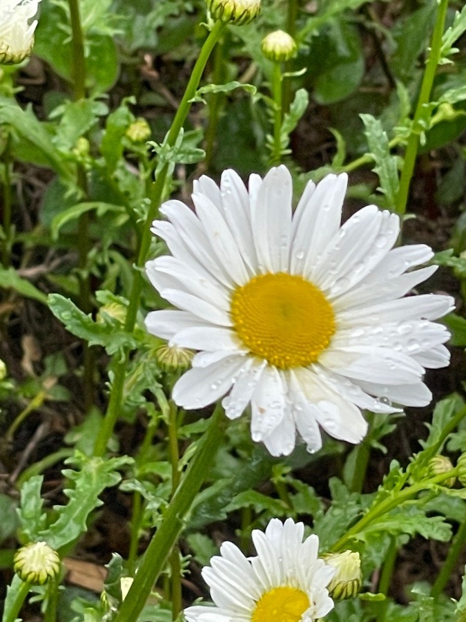 蚊除け