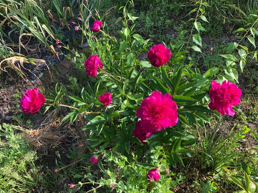 我が家の花