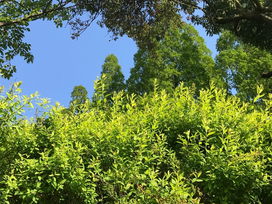 富岩運河の新緑☘️