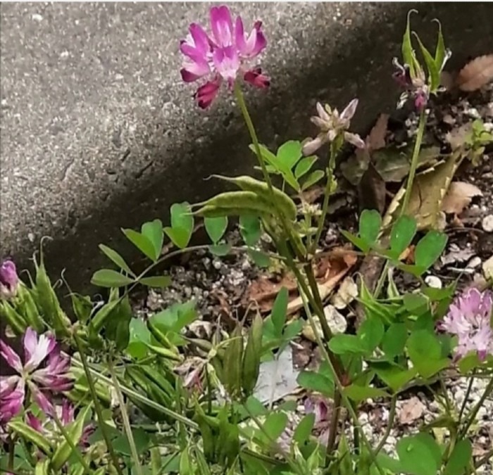 大橋駅－交差点にれんげ草