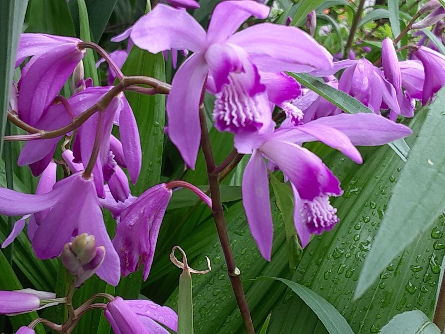 我が家の花(シラン🌼)