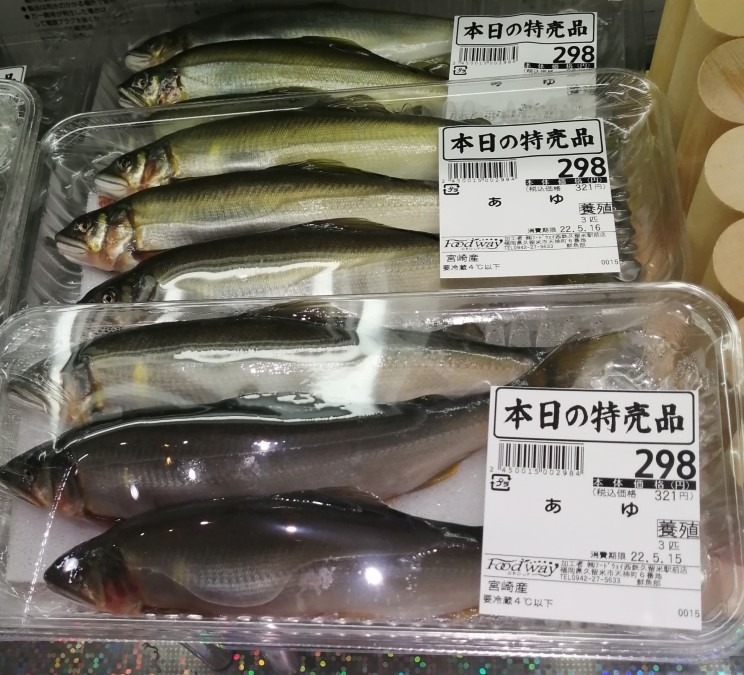 養殖の鮎