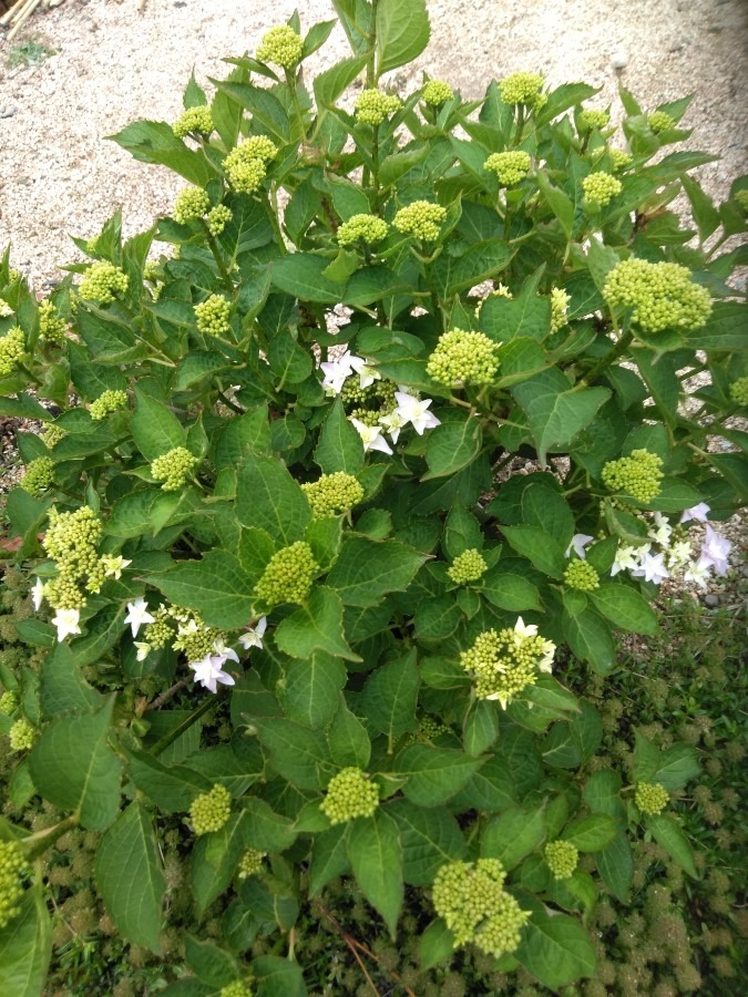 出番を待つ紫陽花