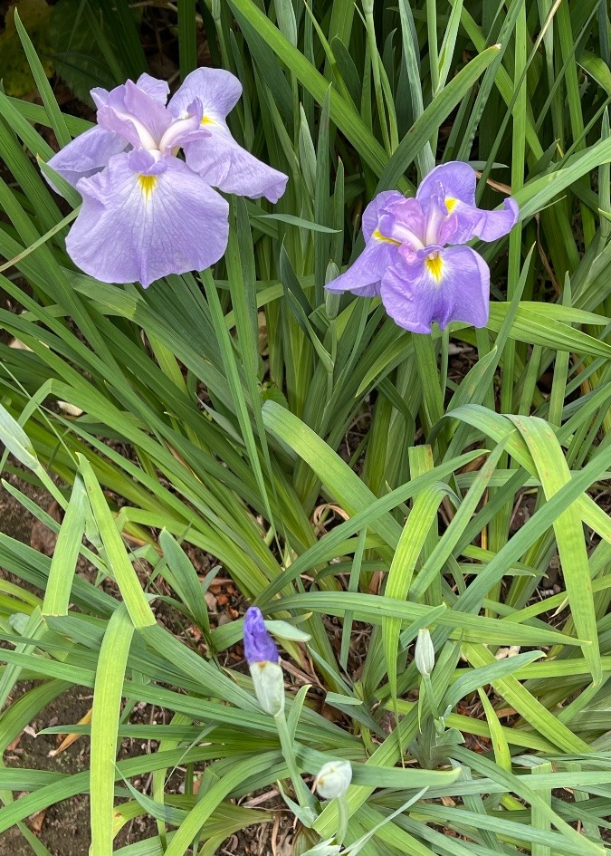 花菖蒲（薄紫）