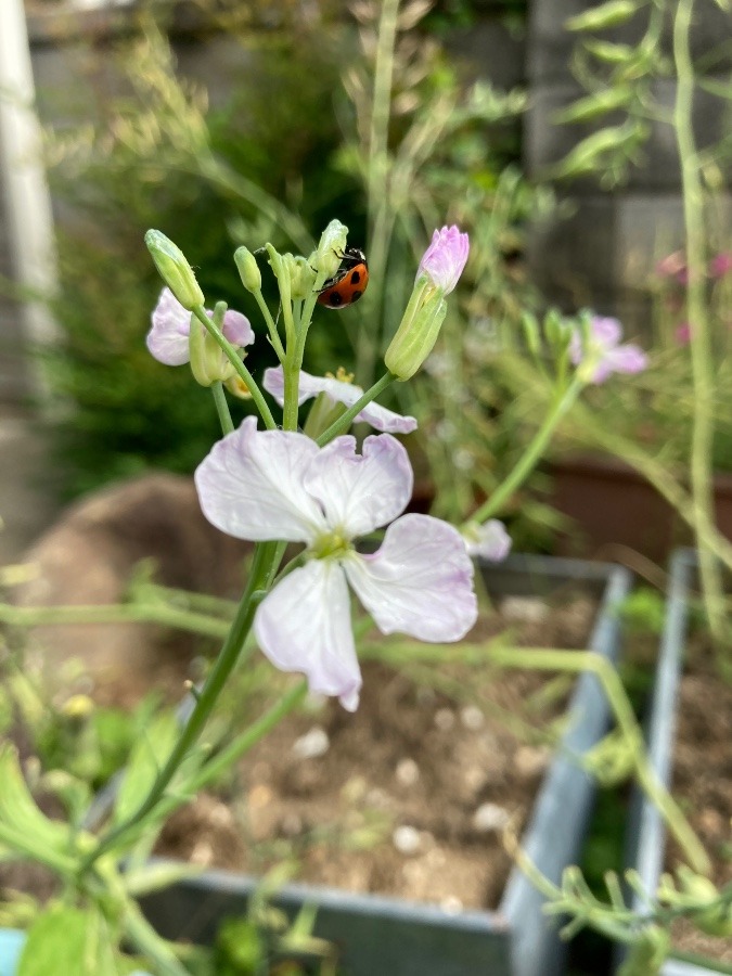 ここにもてんとう虫ちゃん🐞