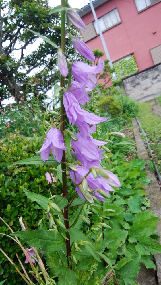 おしゃれな、お花です！