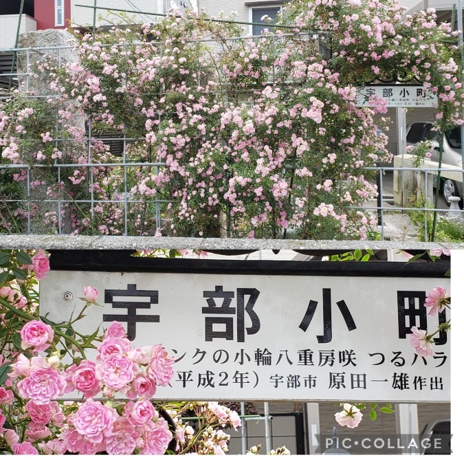 🌹宇部小町🌹