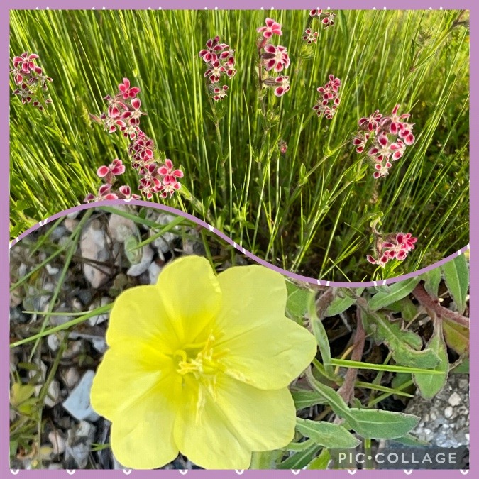 かわゆいお花、見つけた🥰