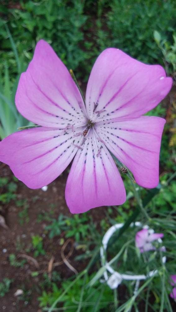 お花です！