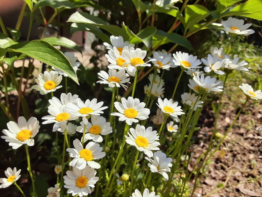 花倶楽部