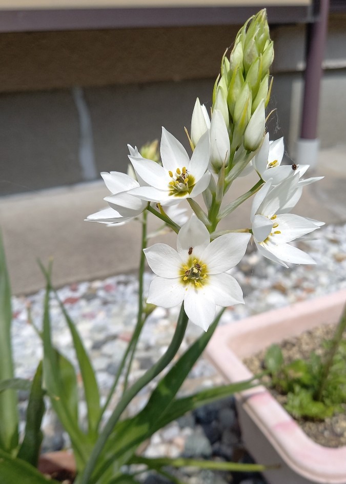 花の名前は何？🌿