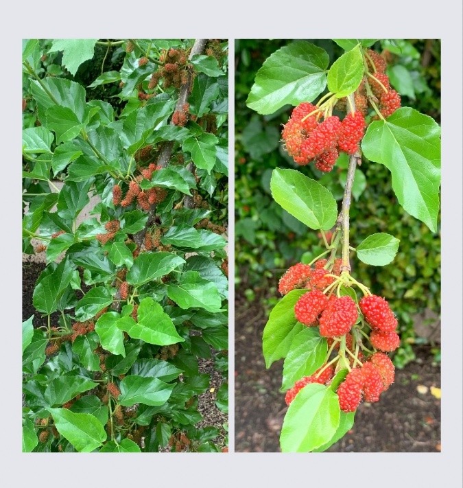 マルベリー　桑の実 花倶楽部