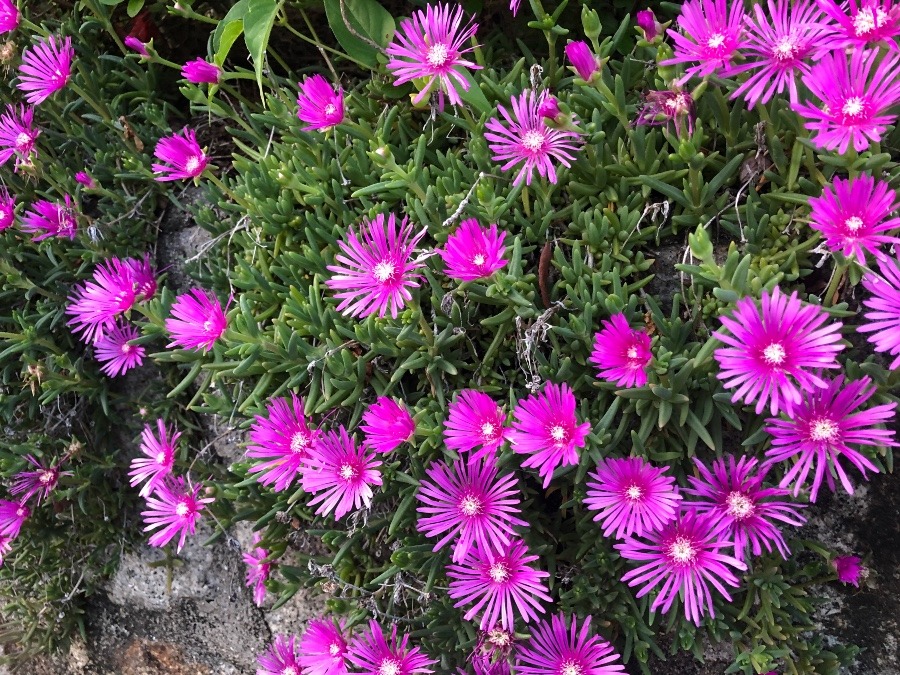 綺麗なお花