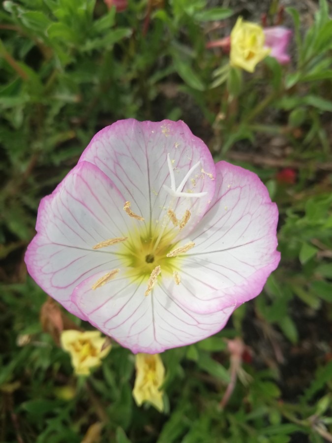 満開の花🌼😍🌿