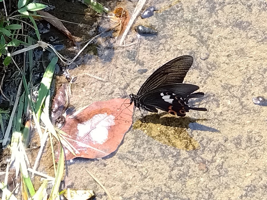 水分補給中です🦋☀️