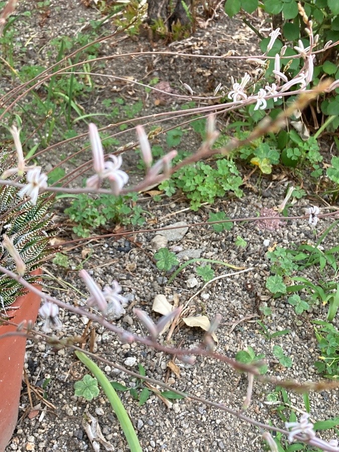 2匹のアリ花に頭つこんでる