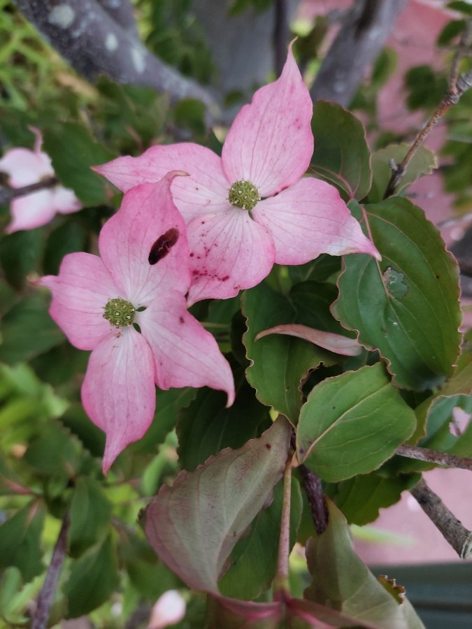 気にってたピンクの花