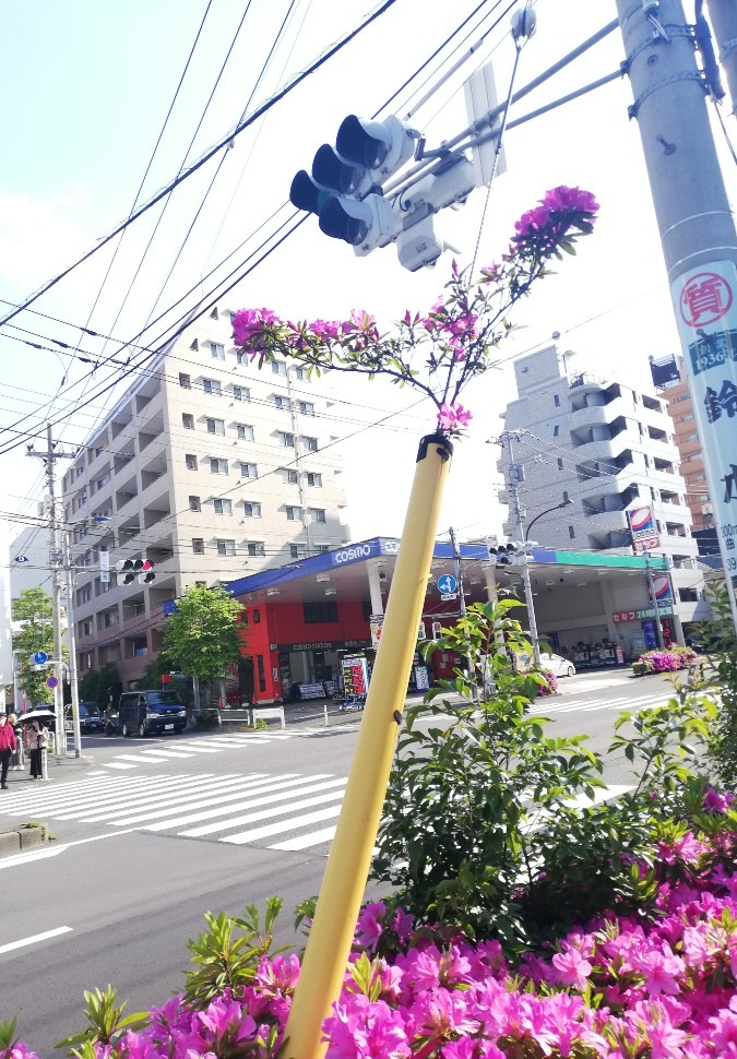 今年も咲きました