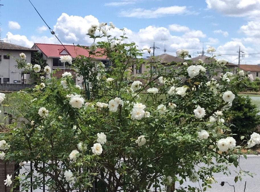 自宅の白薔薇 ⑥